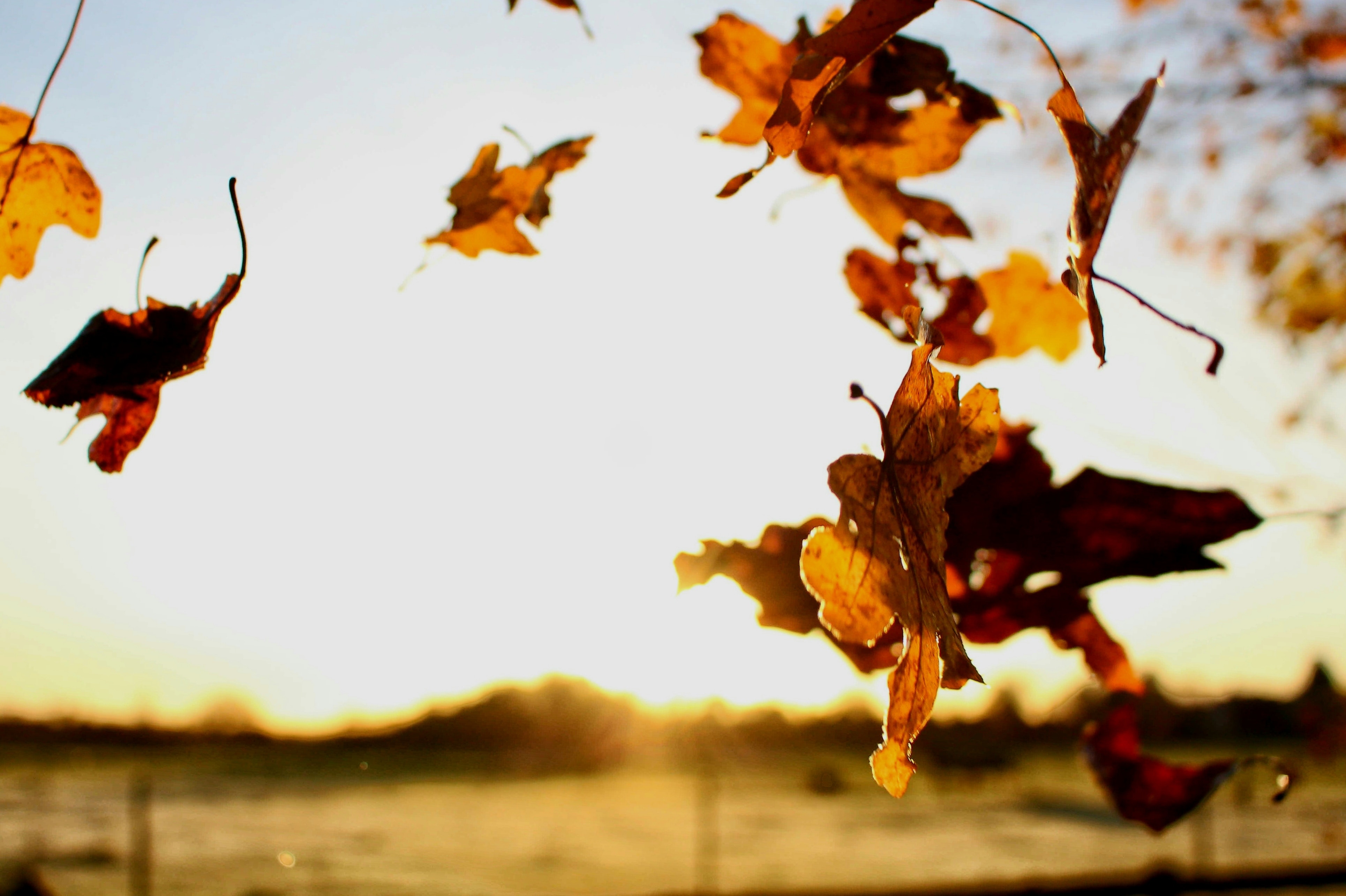 fall leaves